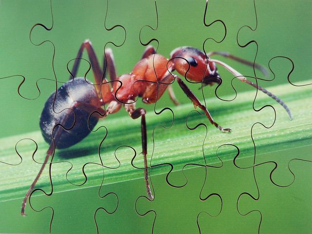 Pussel Småkryp 8 olika pussel