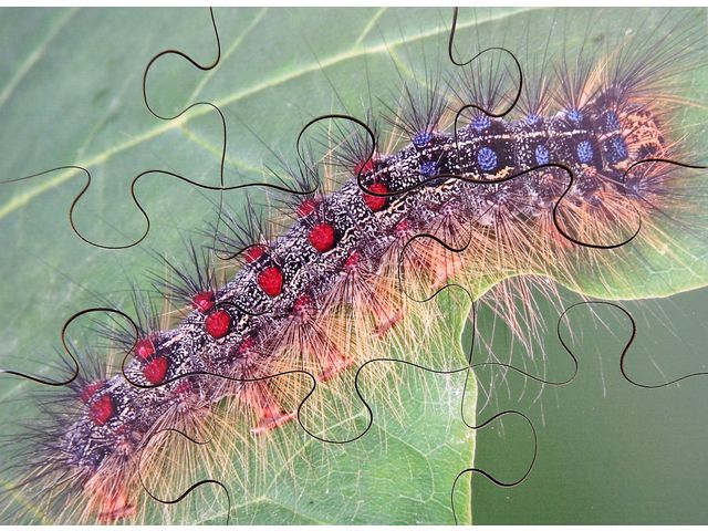 Pussel Småkryp 8 olika pussel