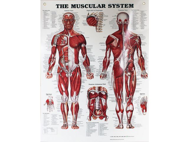 Plansch MUSKLER 50x65cm