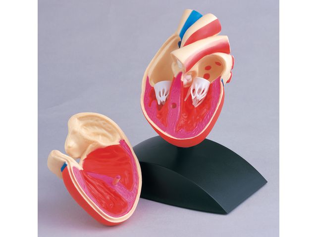 Anatomisk model Hjärta 1:1