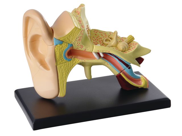 Anatomisk modell Öra 7,7 cm