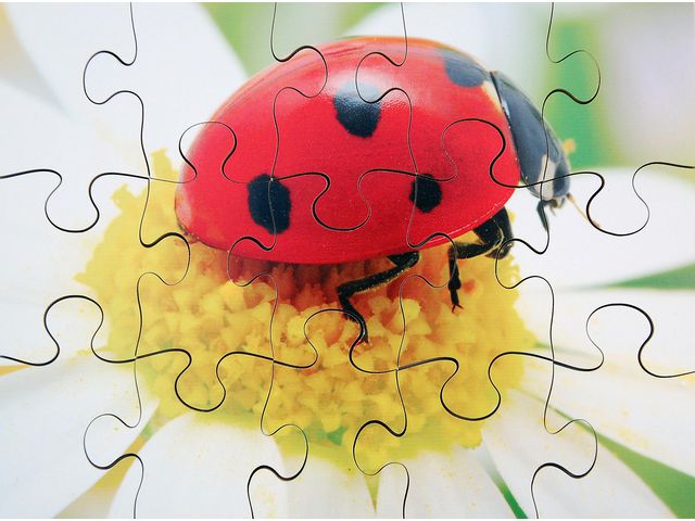 Pussel Småkryp 8 olika pussel