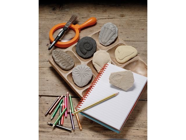 Undersök Fossilier av sten 8/fp