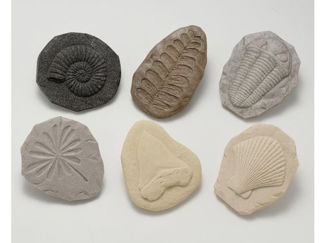 Undersök Fossilier av sten 8/fp