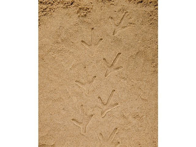 Undersök Fotspår fr bondgården sten 8/fp