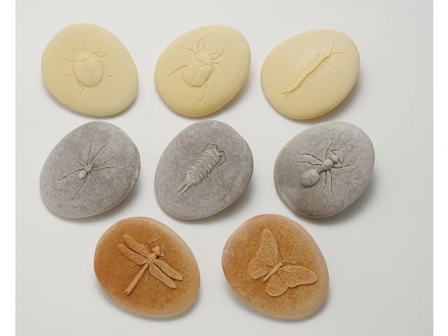 Undersök insekter av sten 8/fp