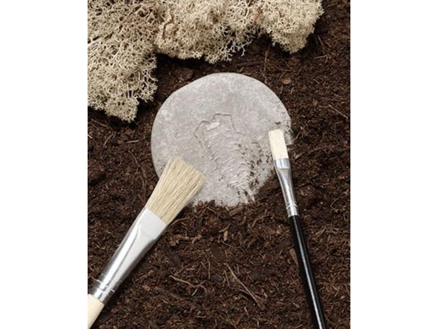 Undersök insekter av sten 8/fp